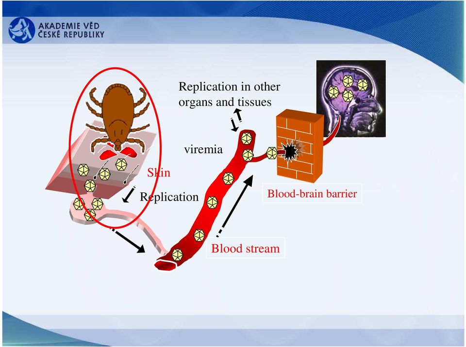 viremia Skin Replication