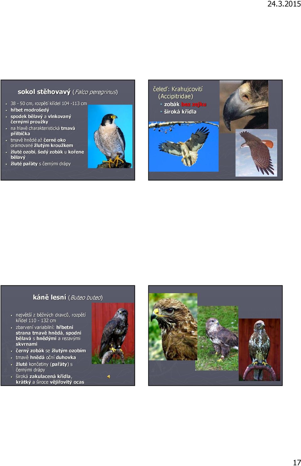 široká křídla káně lesní (Buteo buteo) největší z běžných dravců, rozpětí křídel 110-132 cm zbarvení variabilní: hřbetní strana tmavě hnědá, spodní bělavá s hnědými a