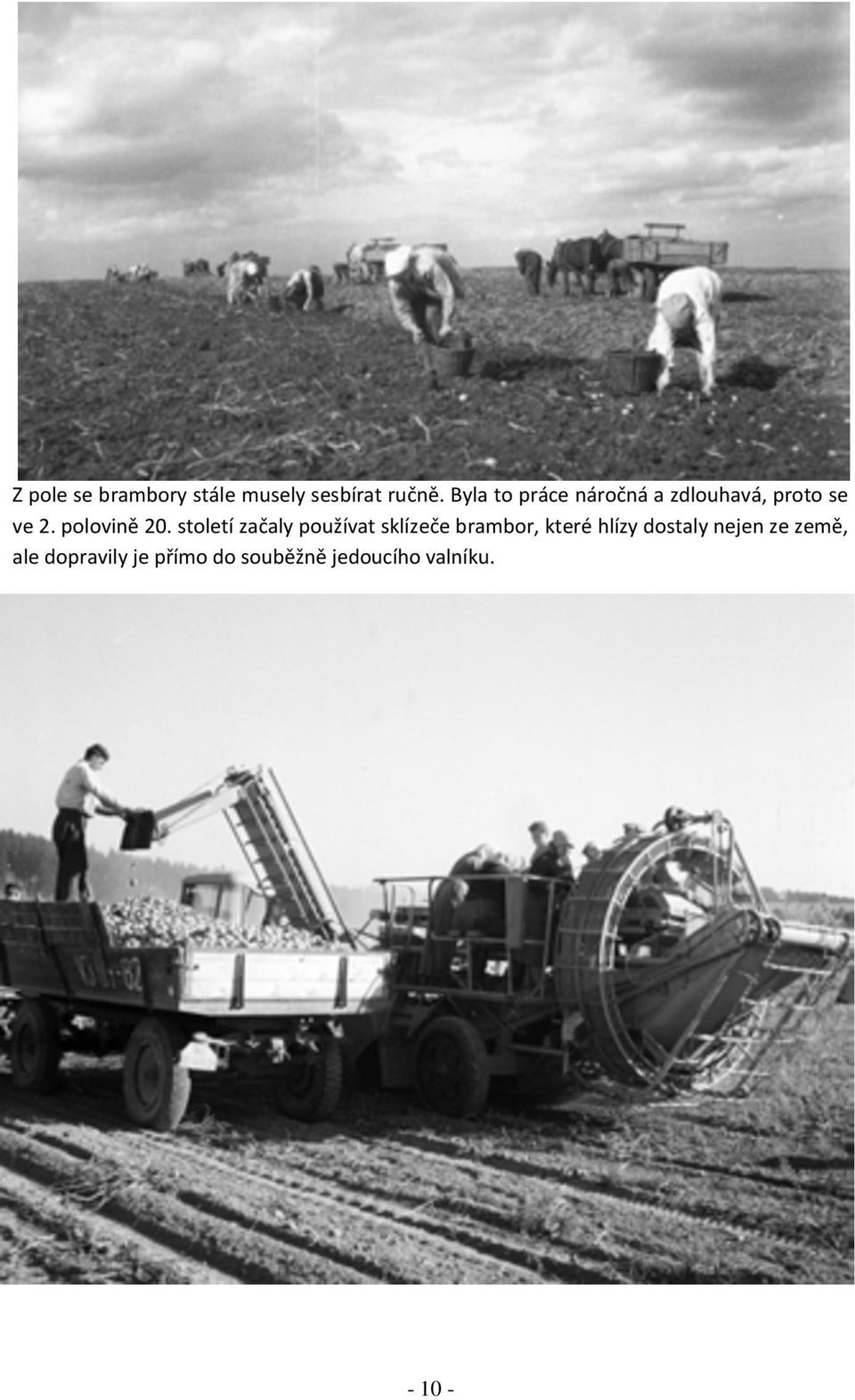 století začaly používat sklízeče brambor, které hlízy dostaly