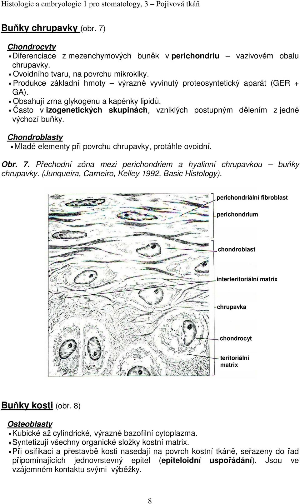 Často v izogenetických skupinách, vzniklých postupným dělením z jedné výchozí buňky. Chondroblasty Mladé elementy při povrchu chrupavky, protáhle ovoidní. Obr. 7.