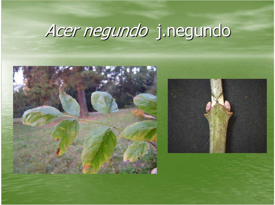 j.negundo