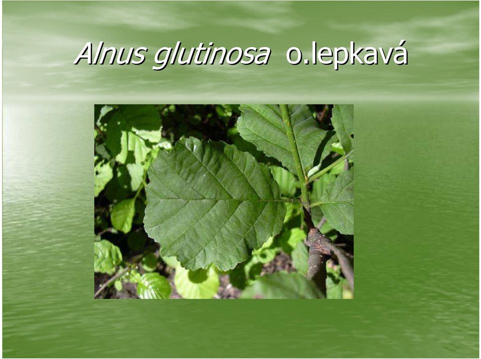 o.lepkavá