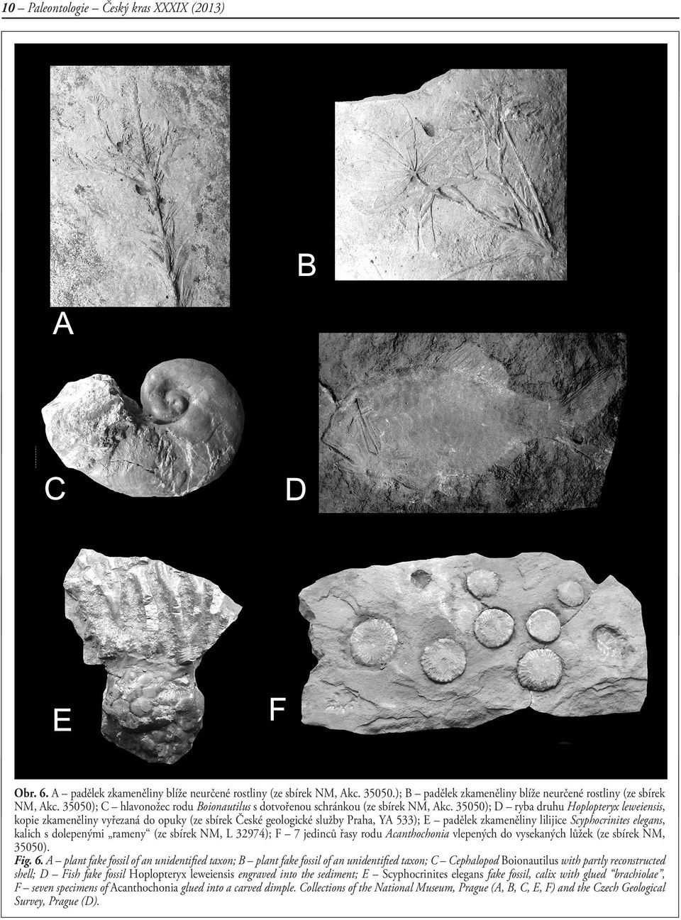 35050); D ryba druhu Hoplopteryx leweiensis, kopie zkameněliny vyřezaná do opuky (ze sbírek České geologické služby Praha, YA 533); E padělek zkameněliny lilijice Scyphocrinites elegans, kalich s