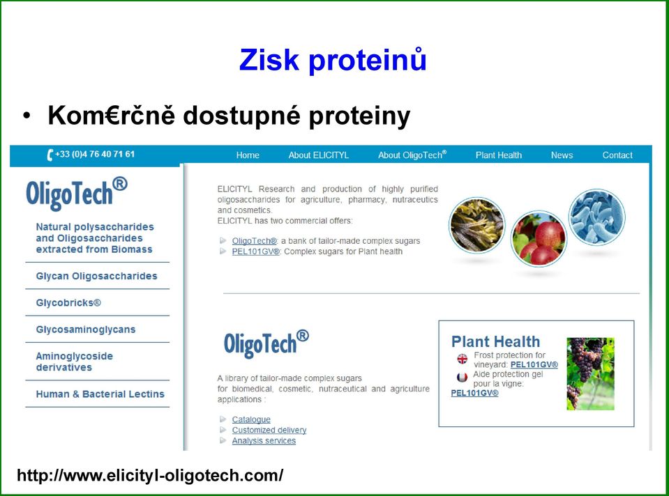 proteiny