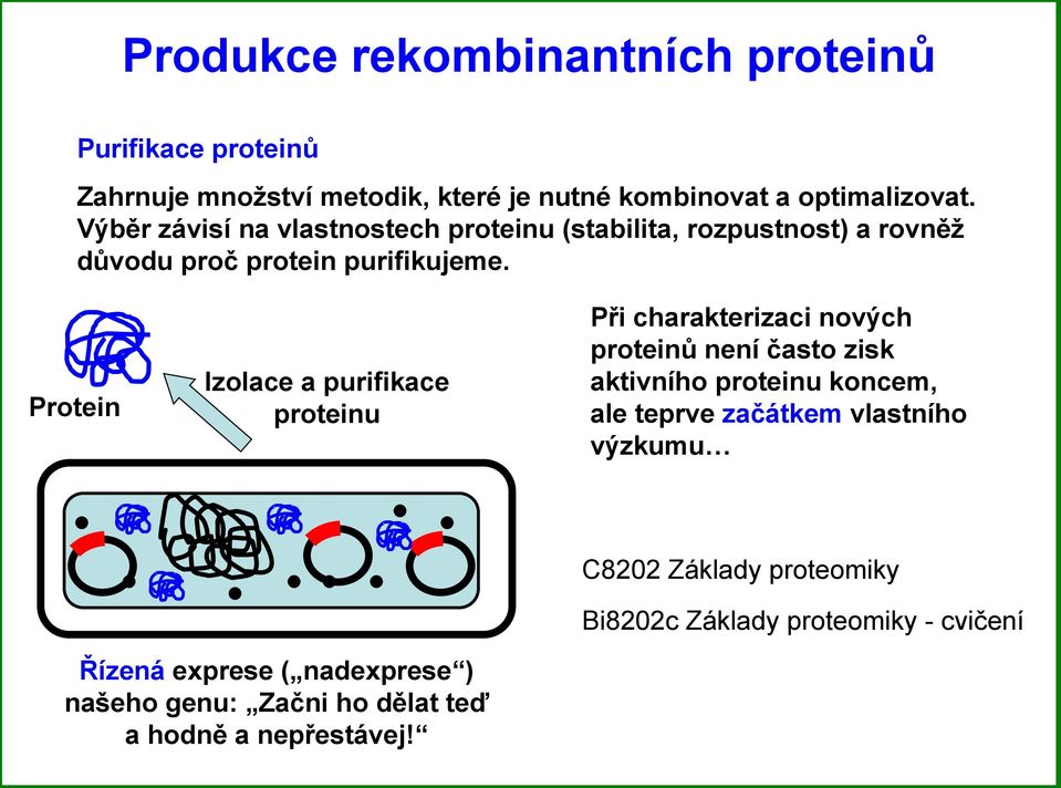 Protein Izolace a purifikace proteinu Při charakterizaci nových proteinů není často zisk aktivního proteinu koncem, ale teprve