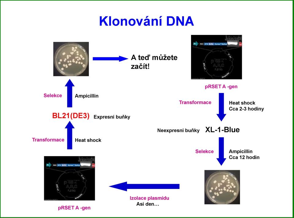 A -gen Heat shock Cca 2-3 hodiny Transformace Heat shock