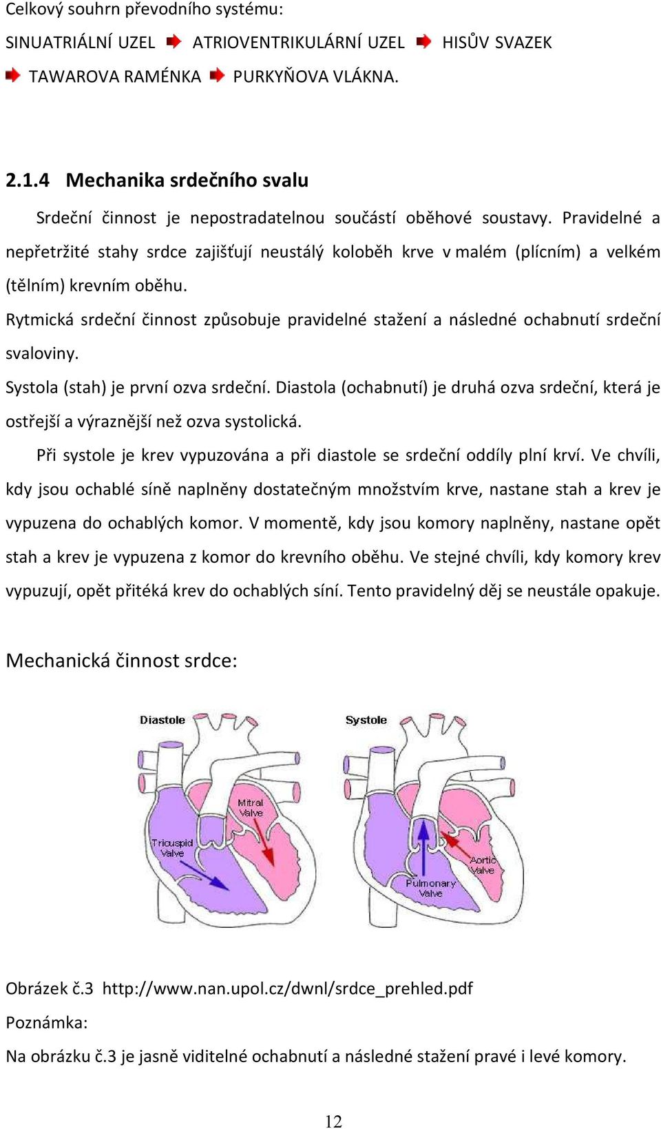 Pravidelné a nepřetržité stahy srdce zajišťují neustálý koloběh krve v malém (plícním) a velkém (tělním) krevním oběhu.