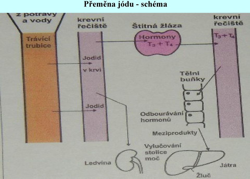 schéma