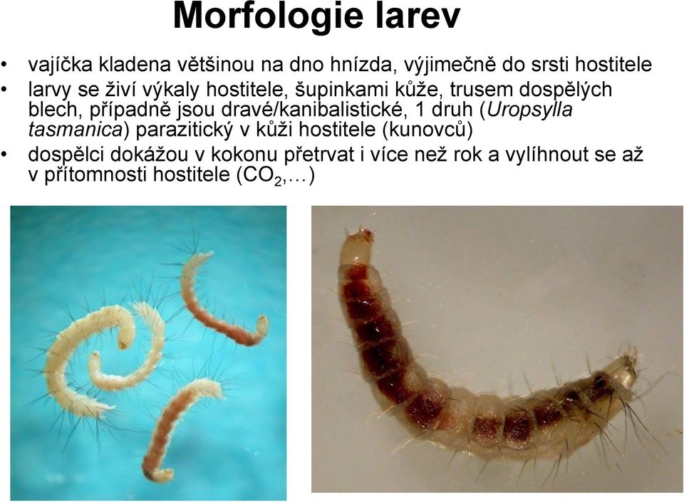 dravé/kanibalistické, 1 druh (Uropsylla tasmanica) parazitický v kůži hostitele (kunovců)