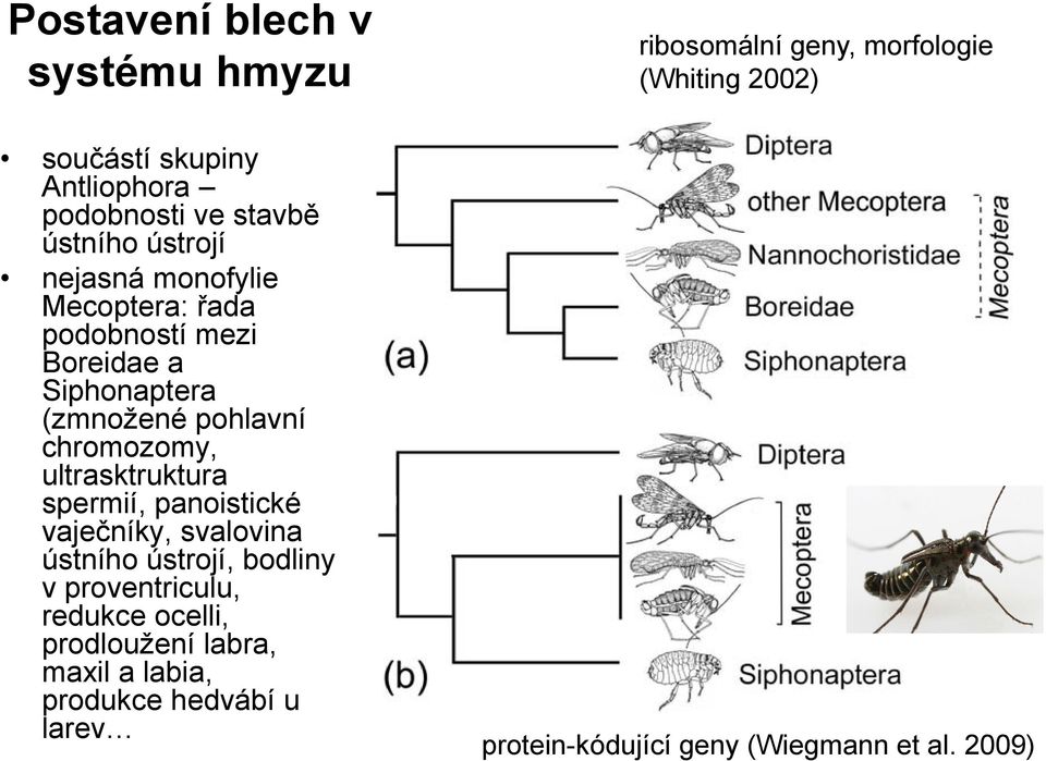 panoistické vaječníky, svalovina ústního ústrojí, bodliny v proventriculu, redukce ocelli, prodloužení labra, maxil