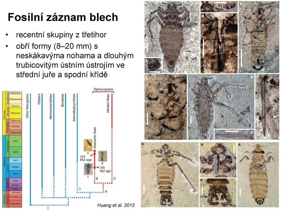 nohama a dlouhým trubicovitým ústním