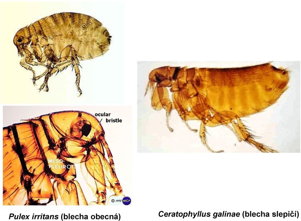 Ceratophyllus