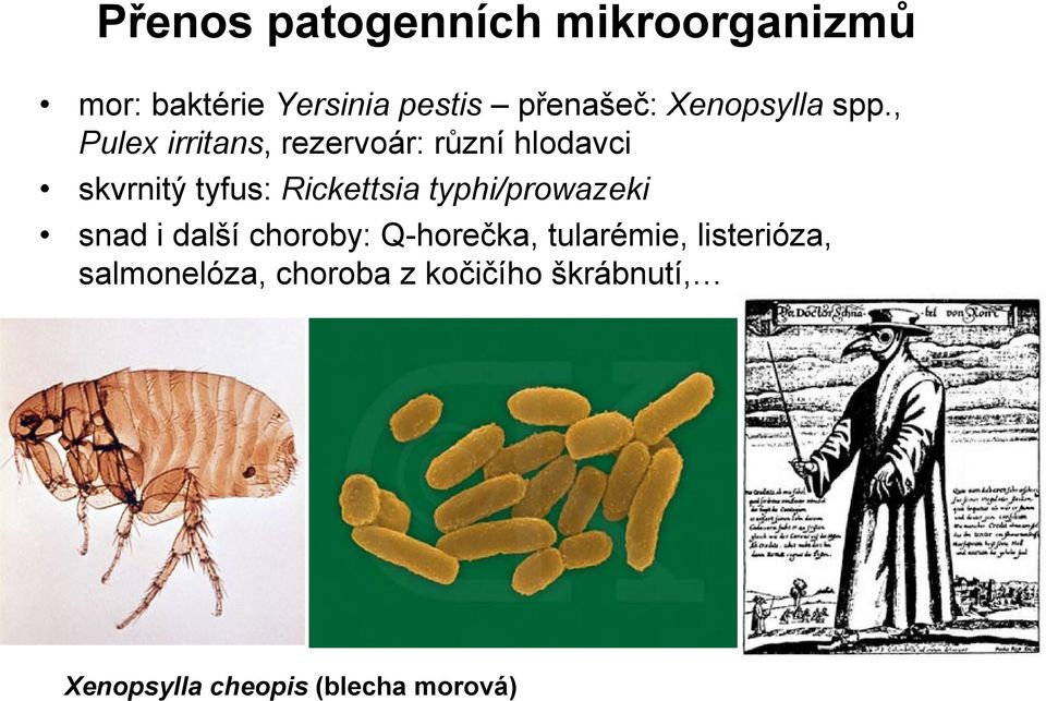 , Pulex irritans, rezervoár: různí hlodavci skvrnitý tyfus: Rickettsia