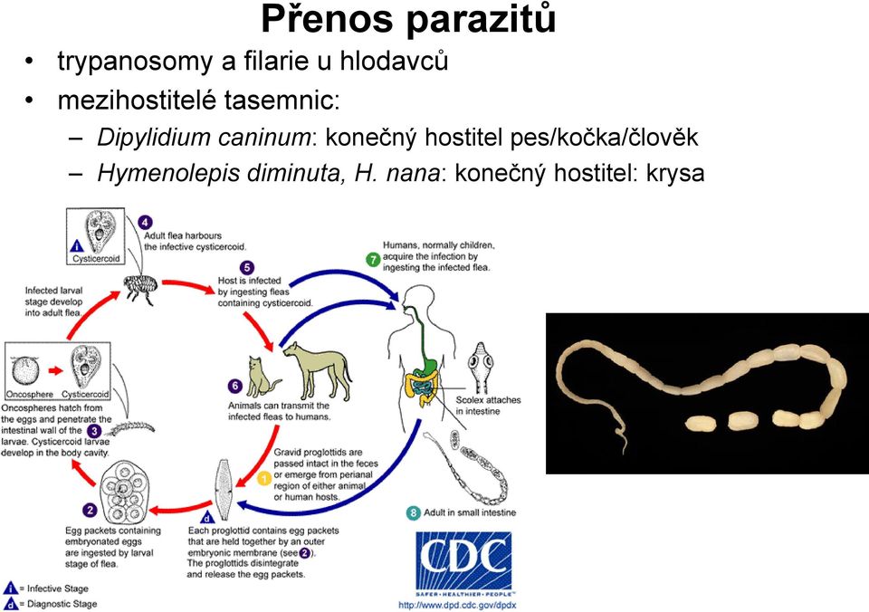 caninum: konečný hostitel pes/kočka/člověk