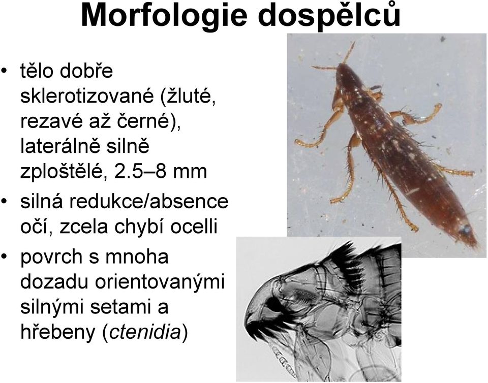 5 8 mm silná redukce/absence očí, zcela chybí ocelli