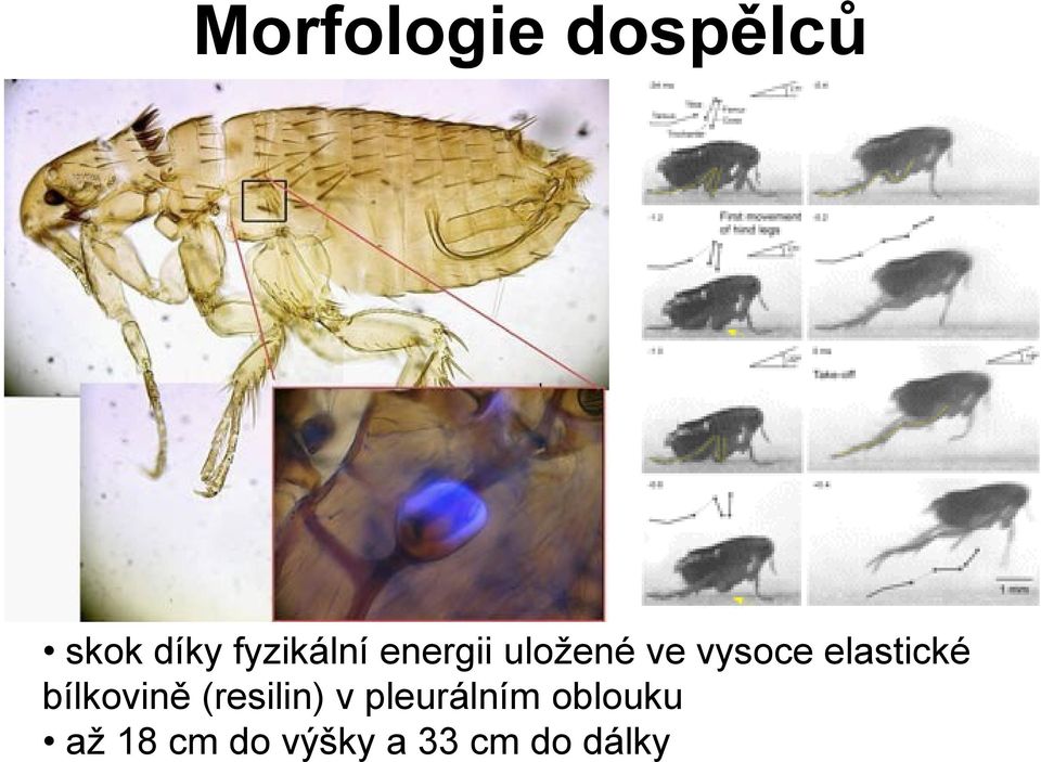 elastické bílkovině (resilin) v