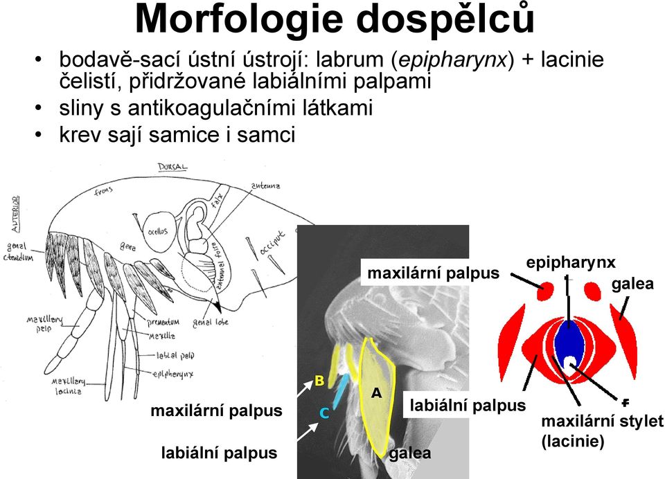 látkami krev sají samice i samci maxilární palpus epipharynx galea