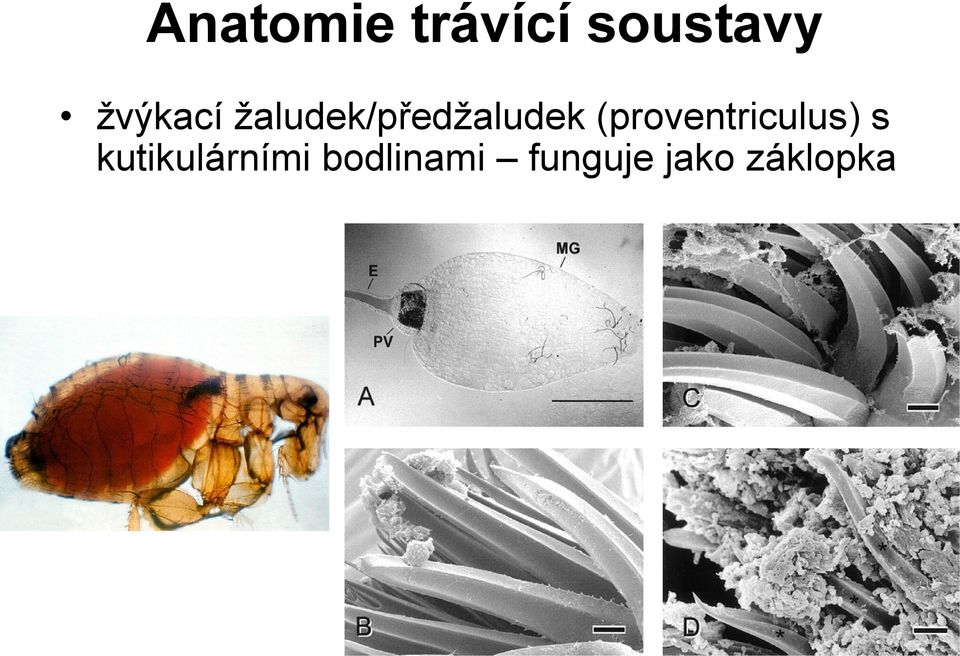 (proventriculus) s