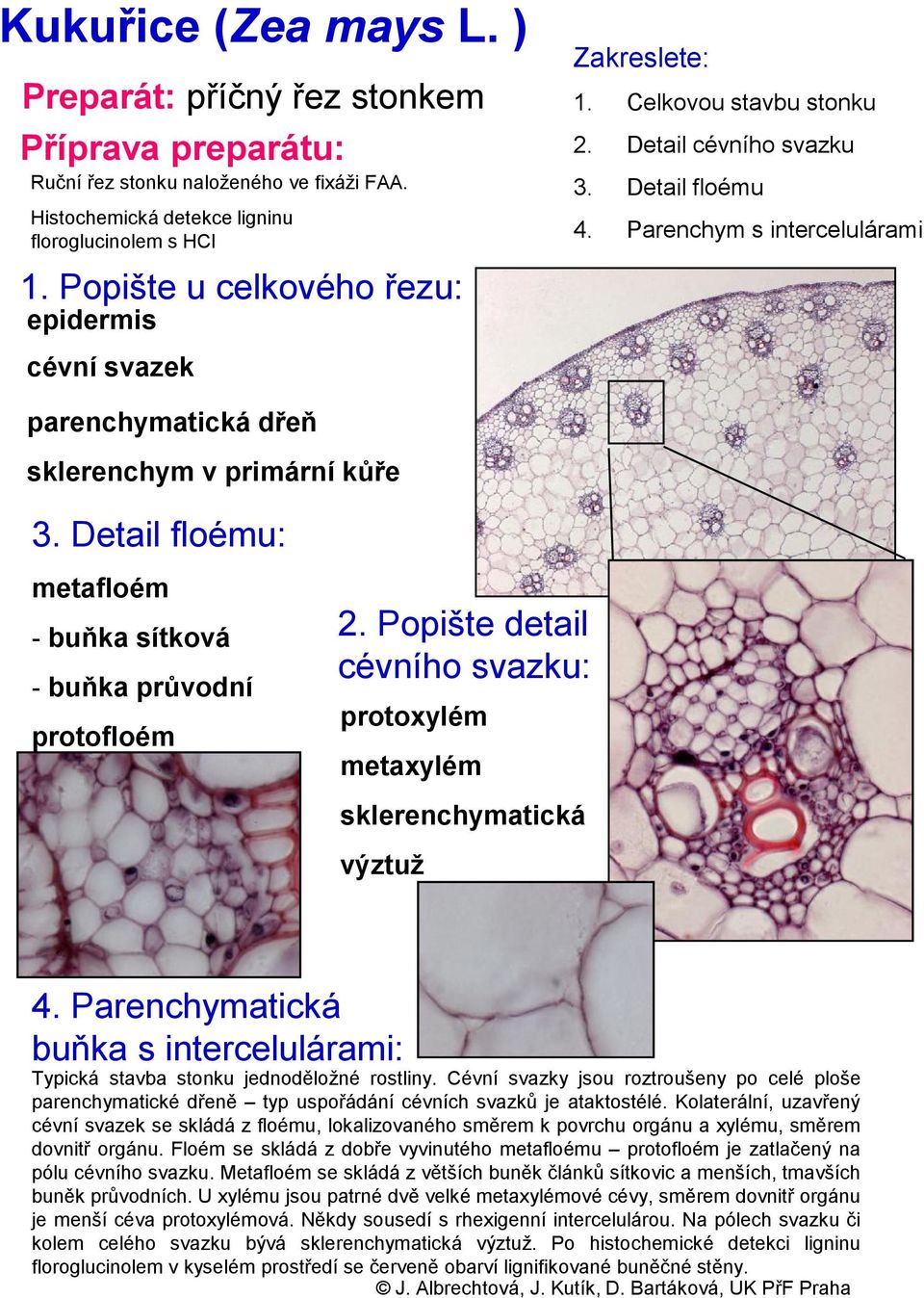 Parenchymatická buňka s intercelulárami: Typická stavba stonku jednoděložné rostliny. Cévní svazky jsou roztroušeny po celé ploše parenchymatické dřeně typ uspořádání cévních svazků je ataktostélé.