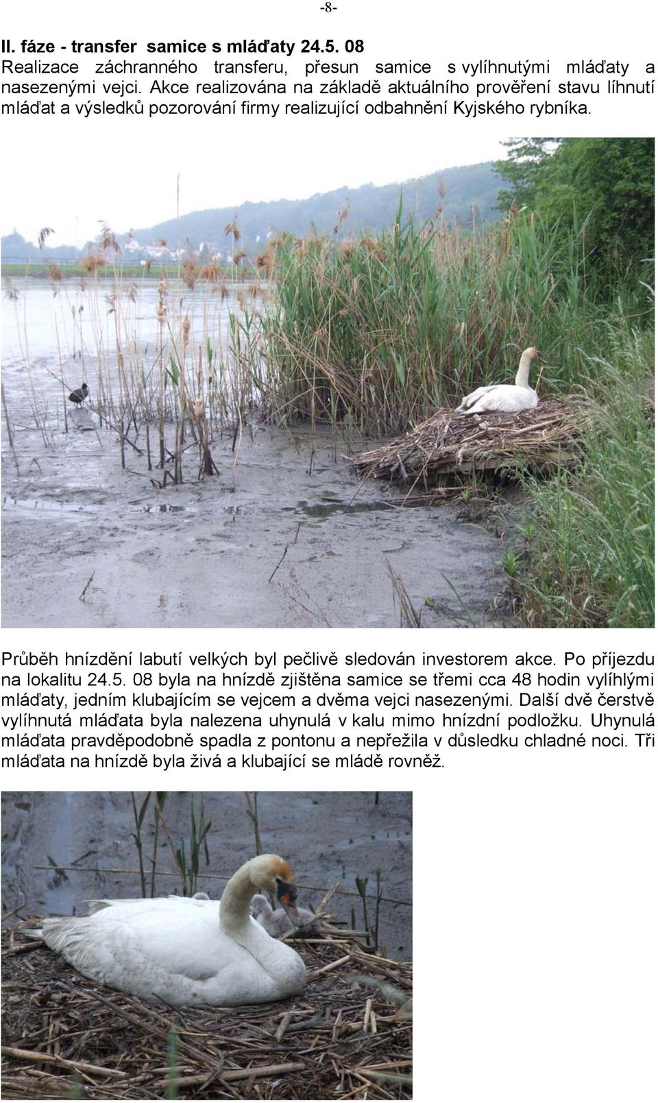 Průběh hnízdění labutí velkých byl pečlivě sledován investorem akce. Po příjezdu na lokalitu 24.5.