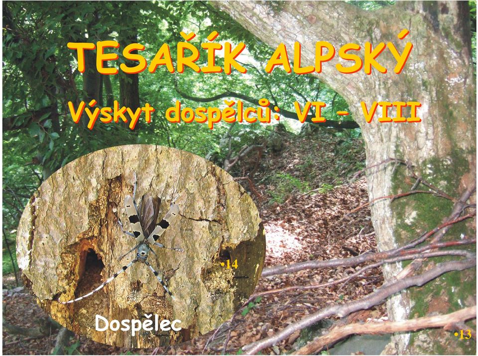 dospělců: VI