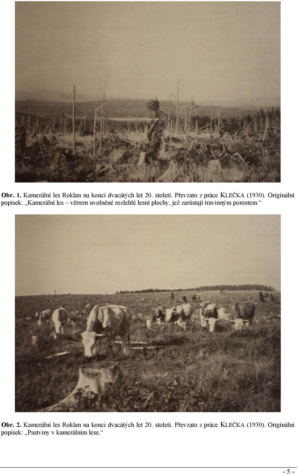 Originální popisek: Kamerální les větrem uvolněné rozlehlé lesní plochy, jež zarůstají