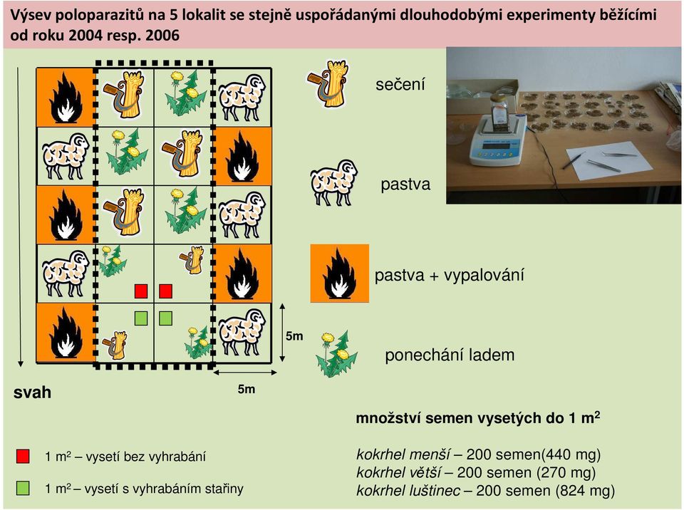 2006 sečení pastva pastva + vypalování 5m ponechání ladem svah 5m množství semen vysetých