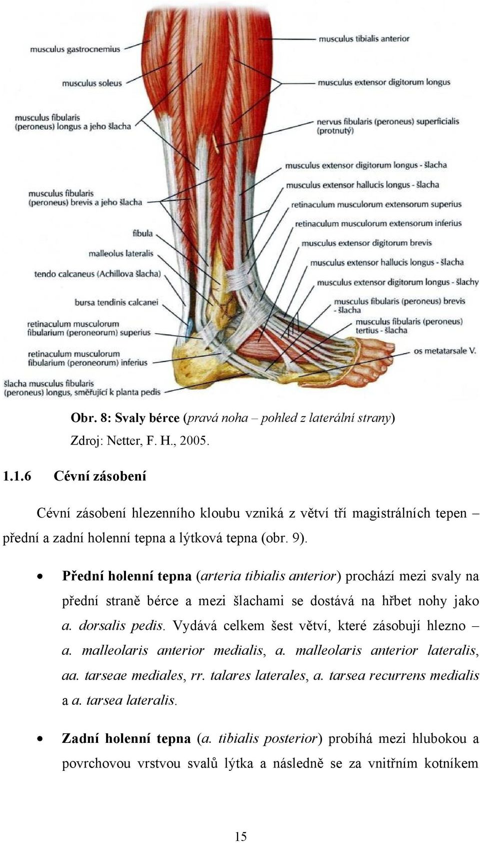 Přední holenní tepna (arteria tibialis anterior) prochází mezi svaly na přední straně bérce a mezi šlachami se dostává na hřbet nohy jako a. dorsalis pedis.