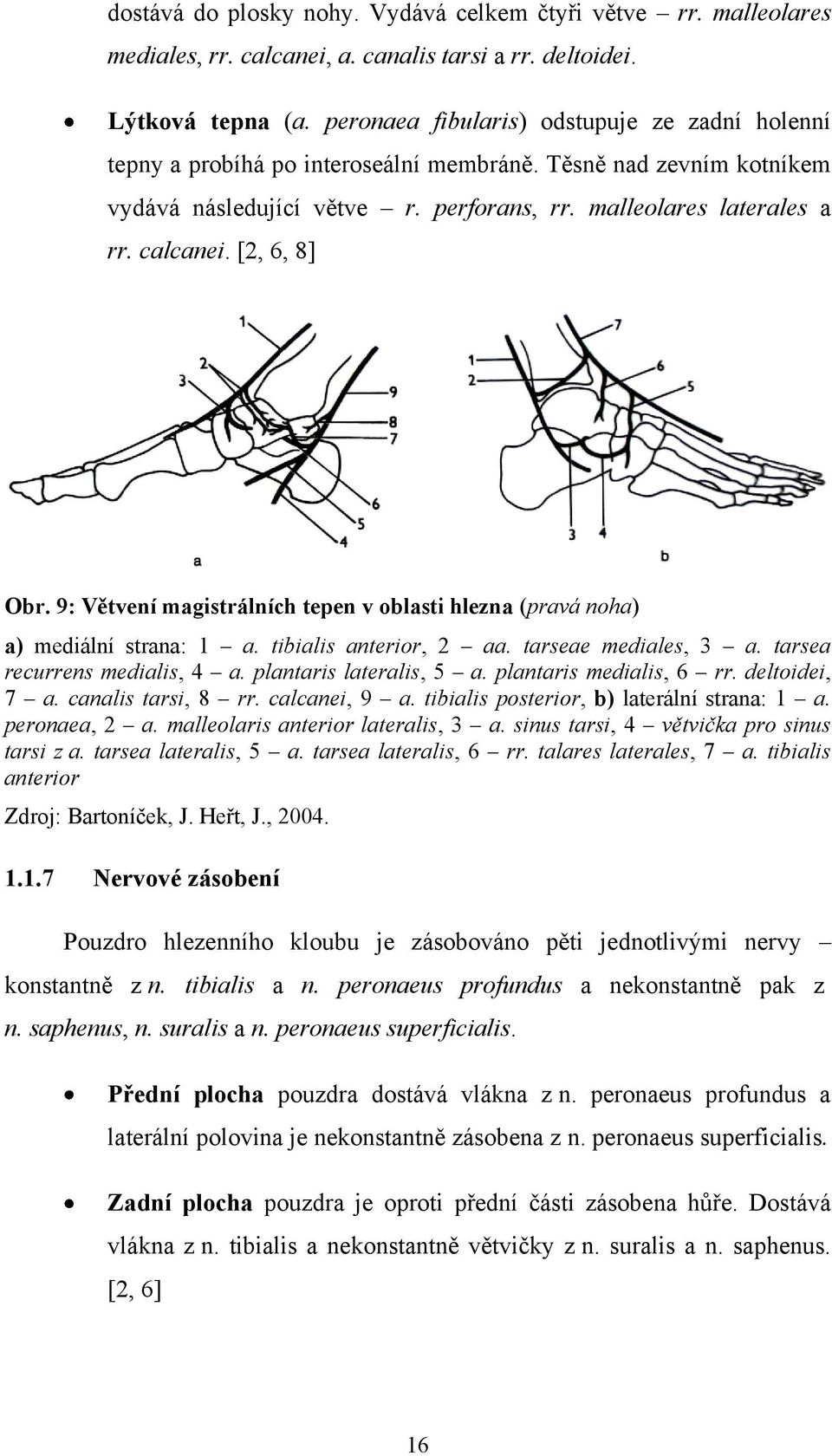 [2, 6, 8] Obr. 9: Větvení magistrálních tepen v oblasti hlezna (pravá noha) a) mediální strana: 1 a. tibialis anterior, 2 aa. tarseae mediales, 3 a. tarsea recurrens medialis, 4 a.