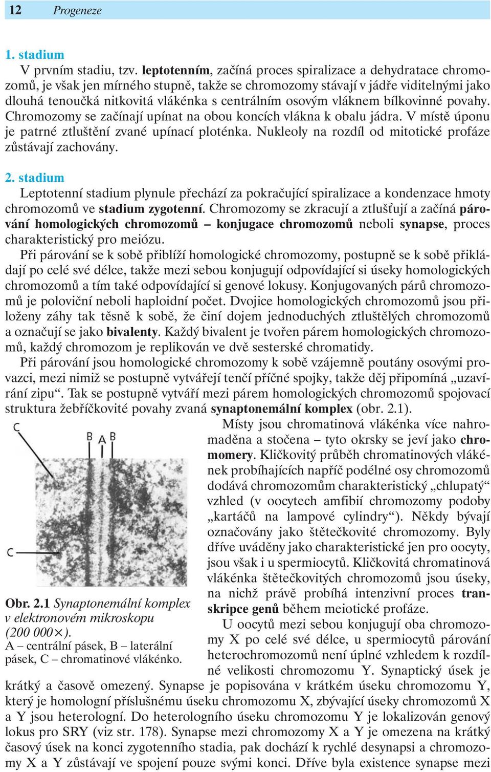 osovým vláknem bílkovinné povahy. Chromozomy se začínají upínat na obou koncích vlákna k obalu jádra. V místě úponu je patrné ztluštění zvané upínací ploténka.