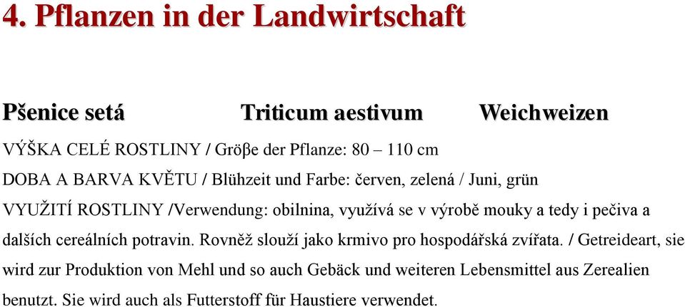 tedy i pečiva a dalších cereálních potravin. Rovněţ slouţí jako krmivo pro hospodářská zvířata.