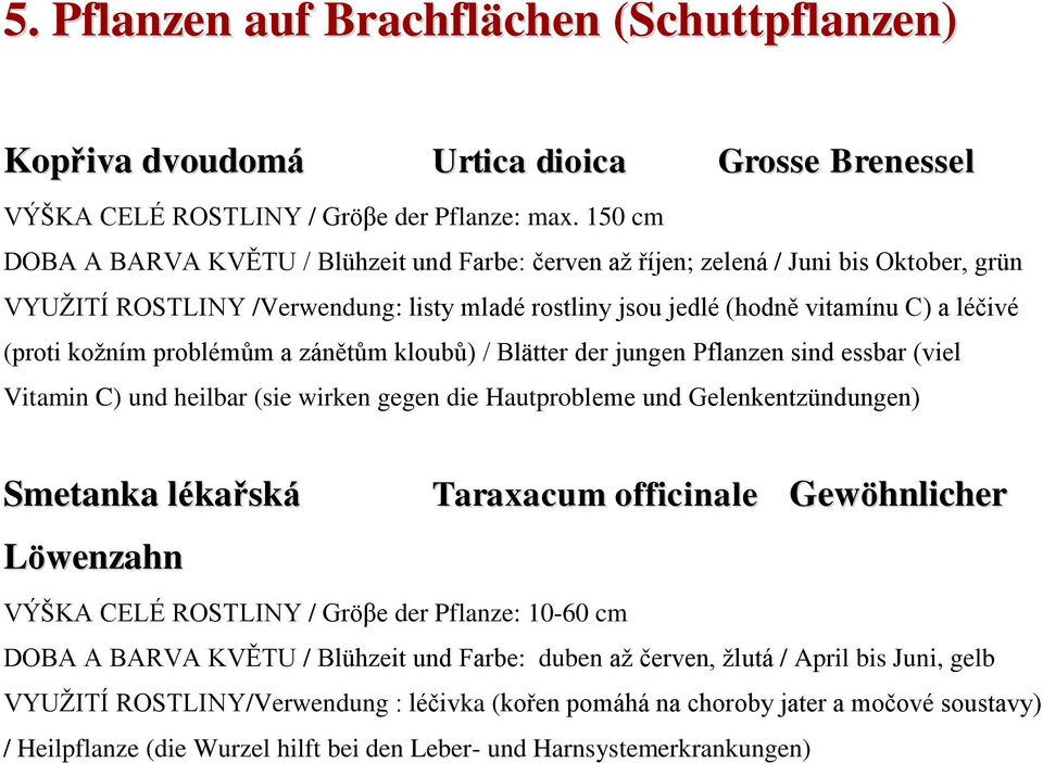koţním problémům a zánětům kloubů) / Blätter der jungen Pflanzen sind essbar (viel Vitamin C) und heilbar (sie wirken gegen die Hautprobleme und Gelenkentzündungen) Smetanka lékařská Taraxacum