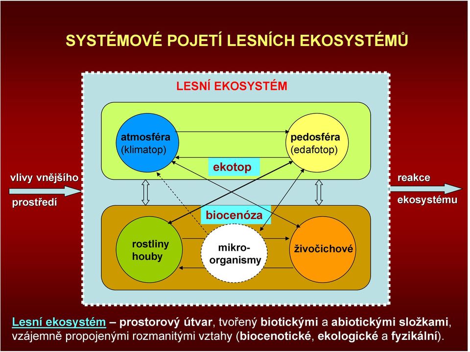 mikroorganismy živočichové Lesní ekosystém prostorový útvar, tvořený biotickými a