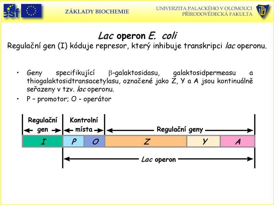 Geny specifikující β-galaktosidasu, galaktosidpermeasu a