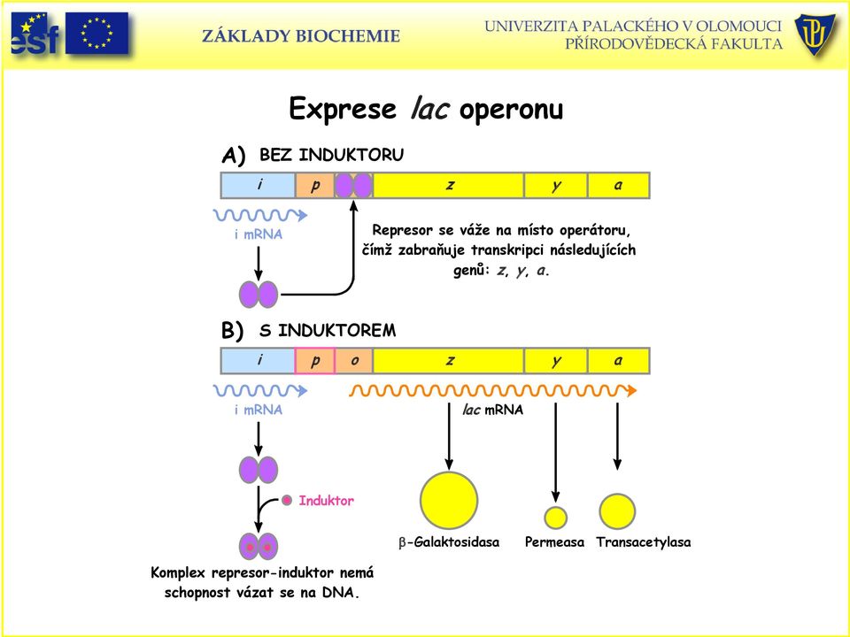 B) S INDUKTOREM i p o z y a i mrna lac mrna Induktor β-galaktosidasa