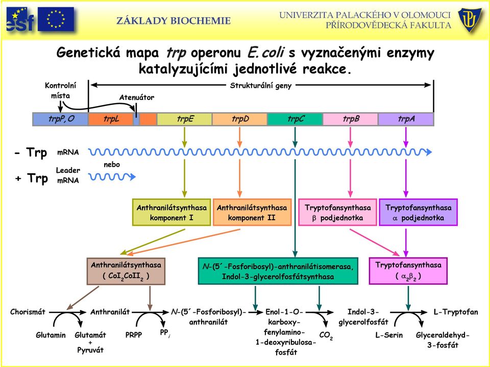 komponent II Tryptofansynthasa β podjednotka Tryptofansynthasa α podjednotka Anthranilátsynthasa ( CoI 2 CoII 2 ) N-(5 -Fosforibosyl)-anthranilátisomerasa,