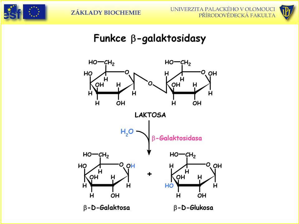 β-galaktosidasa O C 2 O C 2 O O O