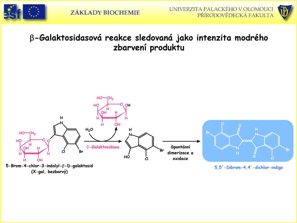 5-Brom-4-chlor-3-indolyl-β-D-galaktosid (X-gal, bezbarvý) Cl Br O 2 O O