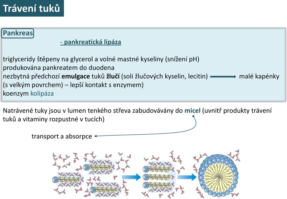 (s velkým povrchem) lepší kontakt s enzymem) koenzym kolipáza malé kapénky Natrávené tuky jsou v lumen tenkého