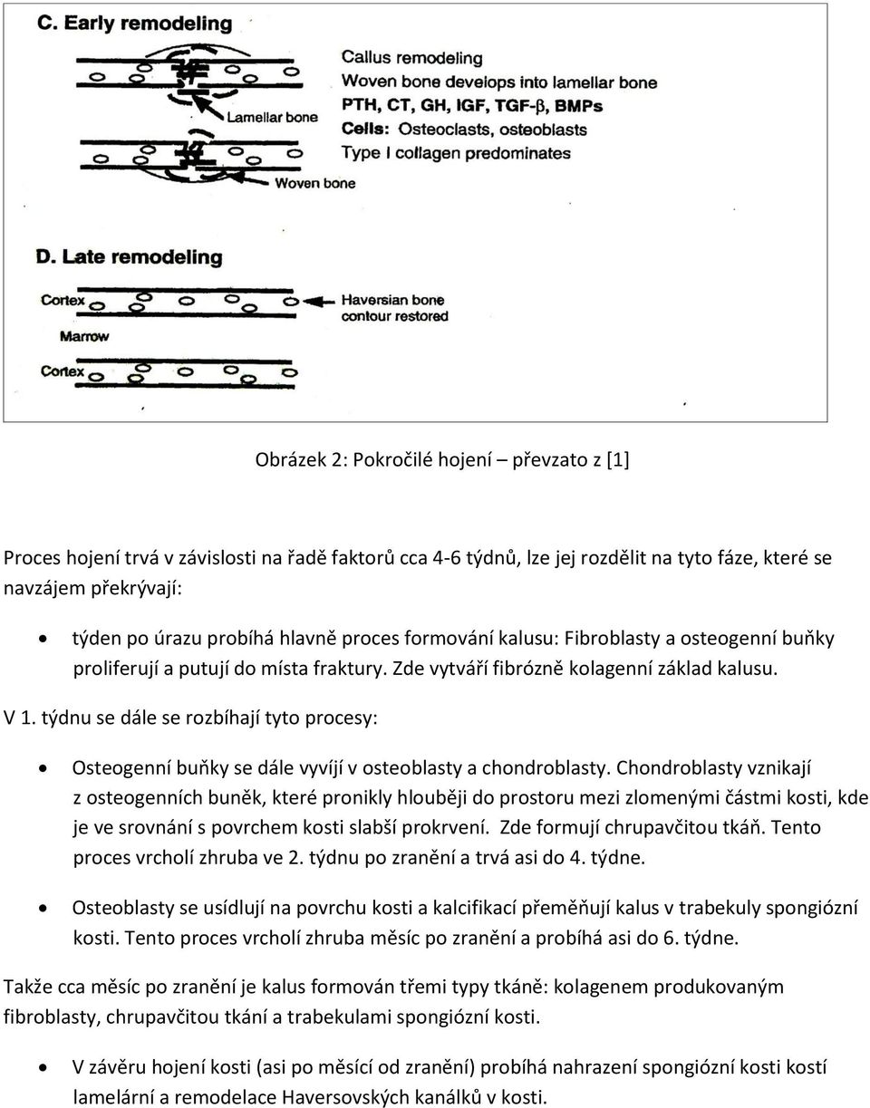 týdnu se dále se rozbíhají tyto procesy: Osteogenní buňky se dále vyvíjí v osteoblasty a chondroblasty.
