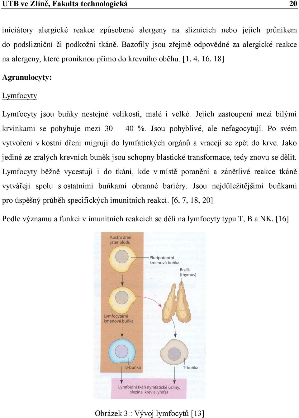 Jejich zastoupení mezi bílými krvinkami se pohybuje mezi 30 40 %. Jsou pohyblivé, ale nefagocytují. Po svém vytvoření v kostní dřeni migrují do lymfatických orgánů a vracejí se zpět do krve.