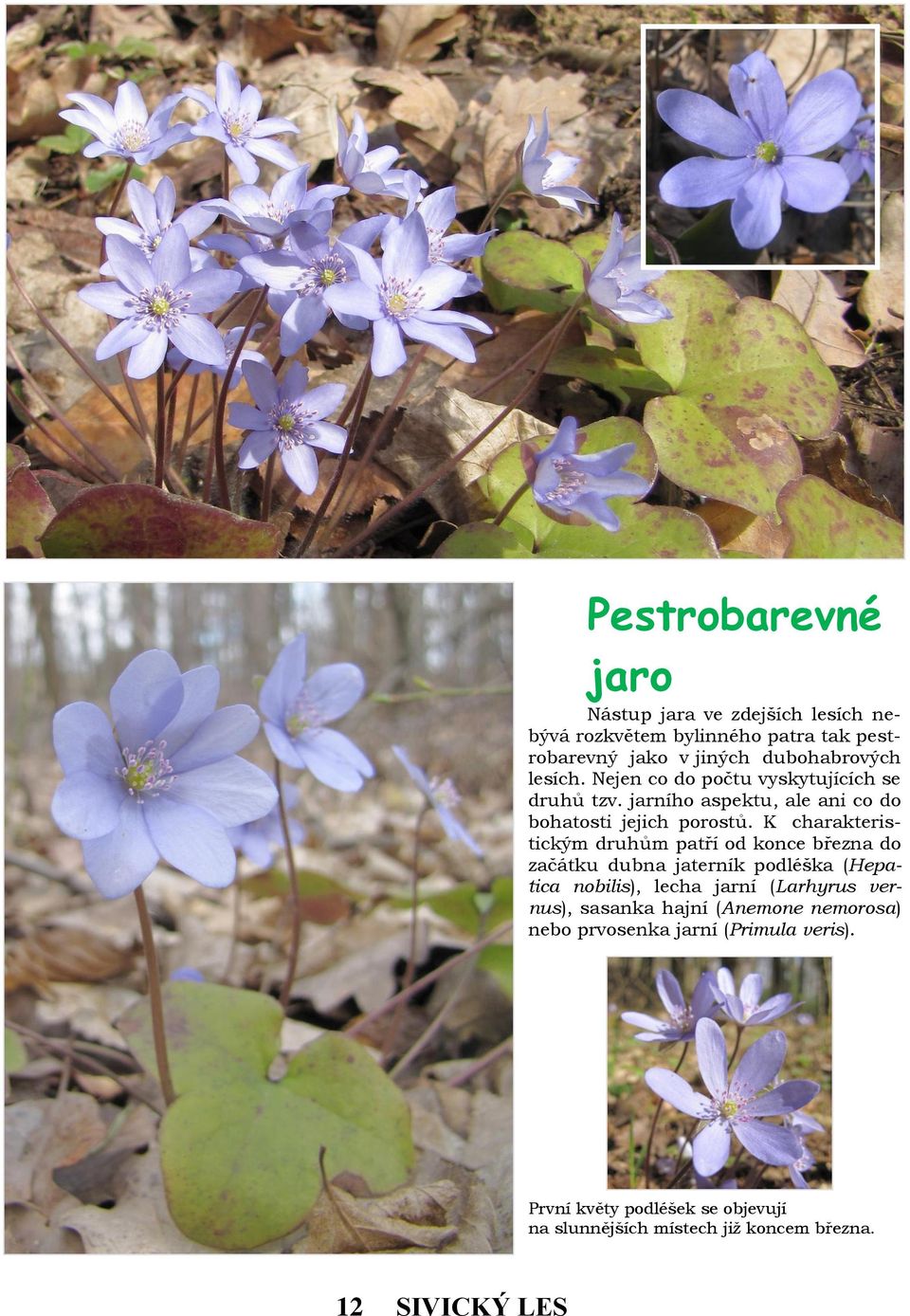 K charakteristickým druhům patří od konce března do začátku dubna jaterník podléška (Hepatica nobilis), lecha jarní (Larhyrus