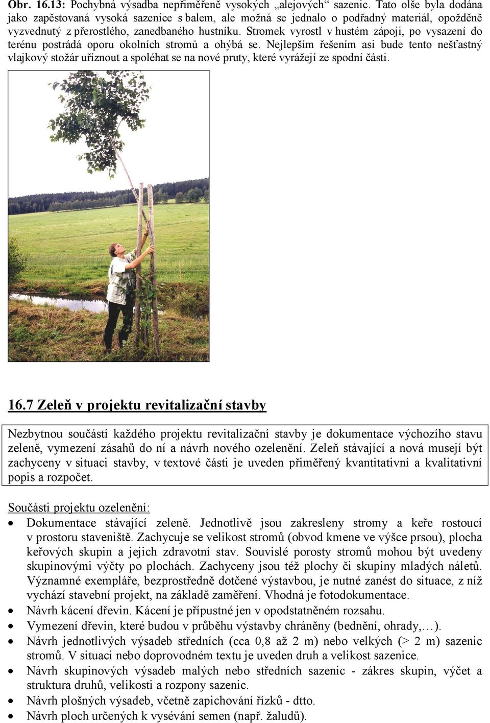 Stromek vyrostl v hustém zápoji, po vysazení do terénu postrádá oporu okolních stromů a ohýbá se.