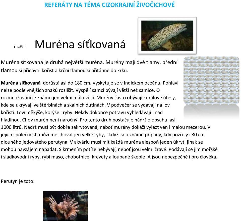 Murény často obývají korálové útesy, kde se ukrývají ve štěrbinách a skalních dutinách. V podvečer se vydávají na lov kořisti. Loví měkýše, korýše i ryby.