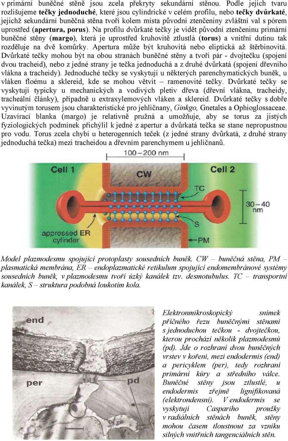 pórem uprostřed (apertura, porus).