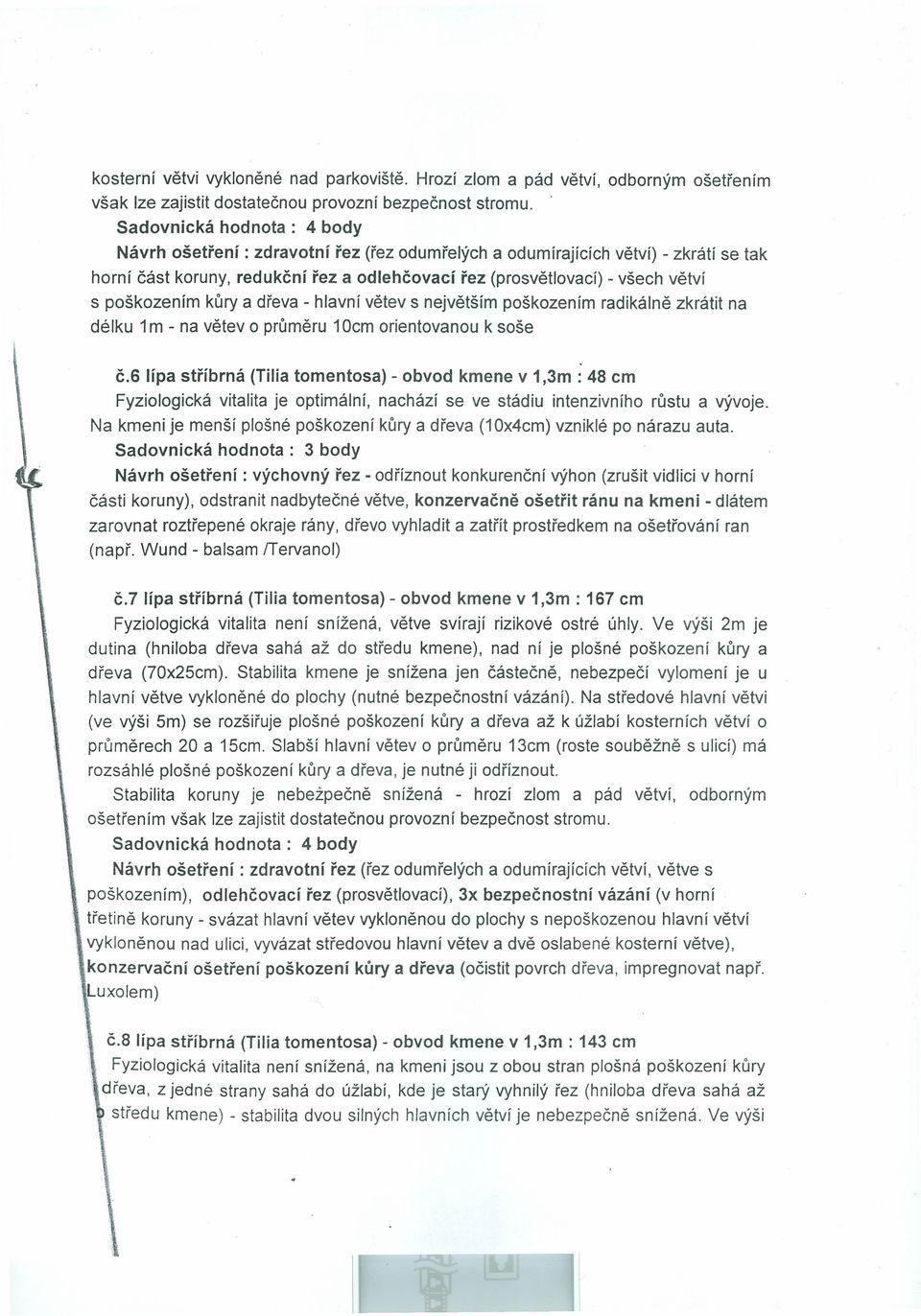 hlavní větev s největším poškozením radikálně zkrátit na délku 1m - na větev o průměru 10cm orientovanou k soše č.