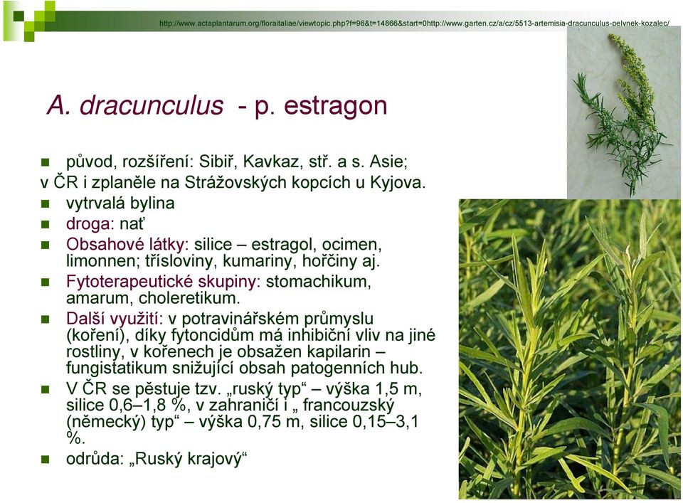 vytrvalá bylina droga: nať Obsahové látky: silice estragol, ocimen, limonnen; třísloviny, kumariny, hořčiny aj. Fytoterapeutické skupiny: stomachikum, amarum, choleretikum.