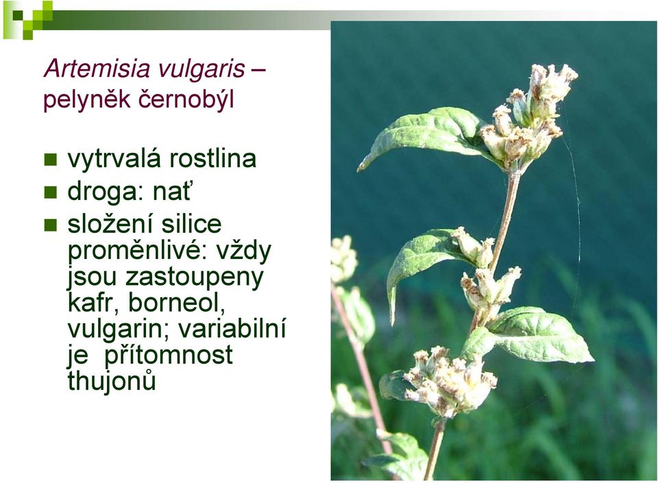 silice proměnlivé: vždy jsou zastoupeny
