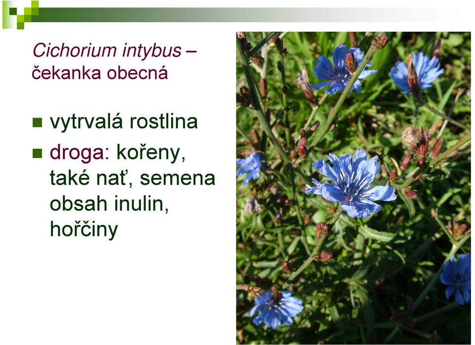droga: kořeny, také nať,
