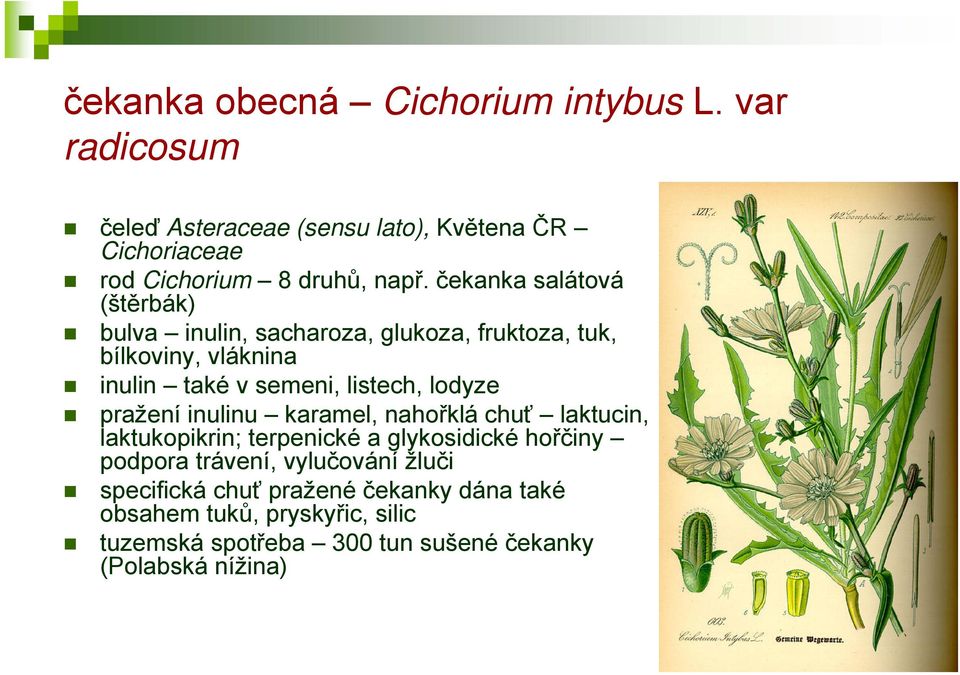 lodyze pražení inulinu karamel, nahořklá chuť laktucin, laktukopikrin; terpenické a glykosidické hořčiny podpora trávení, vylučování
